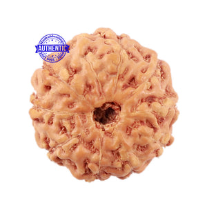 10 Mukhi Rudraksha from Indonesia - Bead No. 22