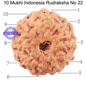 10 Mukhi Rudraksha from Indonesia - Bead No. 22