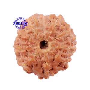 10 Mukhi Rudraksha from Indonesia - Bead No. 23
