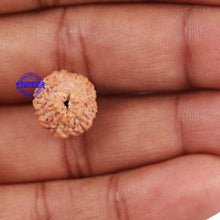 Load image into Gallery viewer, 10 Mukhi Rudraksha from Indonesia - Bead No. 23
