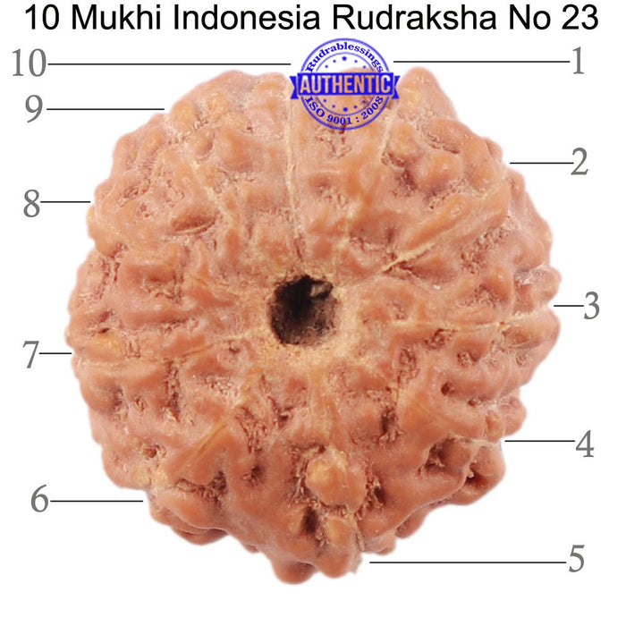 10 Mukhi Rudraksha from Indonesia - Bead No. 23
