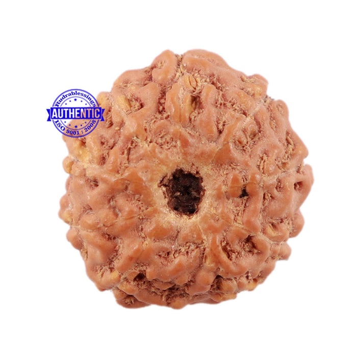 10 Mukhi Rudraksha from Indonesia - Bead No. 24