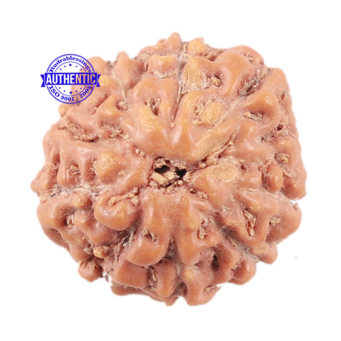 10 Mukhi Rudraksha from Indonesia - Bead No. 24