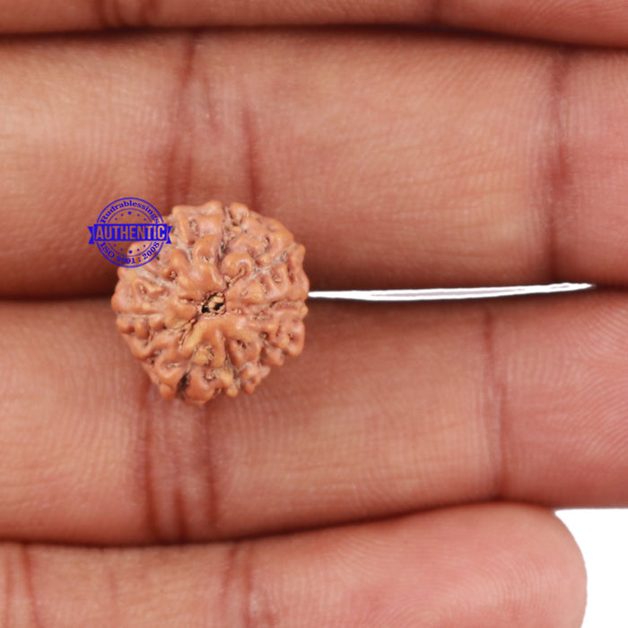 10 Mukhi Rudraksha from Indonesia - Bead No. 24