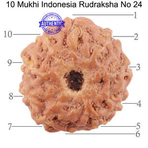 10 Mukhi Rudraksha from Indonesia - Bead No. 24