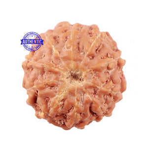 10 Mukhi Rudraksha from Indonesia - Bead No. 25