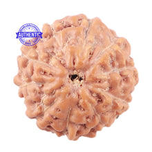 Load image into Gallery viewer, 10 Mukhi Rudraksha from Indonesia - Bead No. 25
