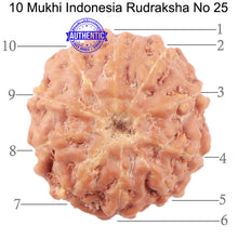 Load image into Gallery viewer, 10 Mukhi Rudraksha from Indonesia - Bead No. 25
