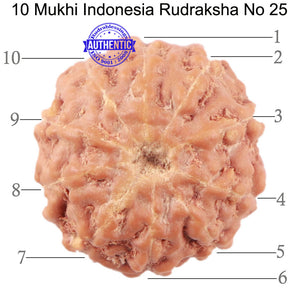 10 Mukhi Rudraksha from Indonesia - Bead No. 25