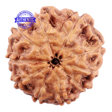 Load image into Gallery viewer, 10 Mukhi Rudraksha from Indonesia - Bead No. 2
