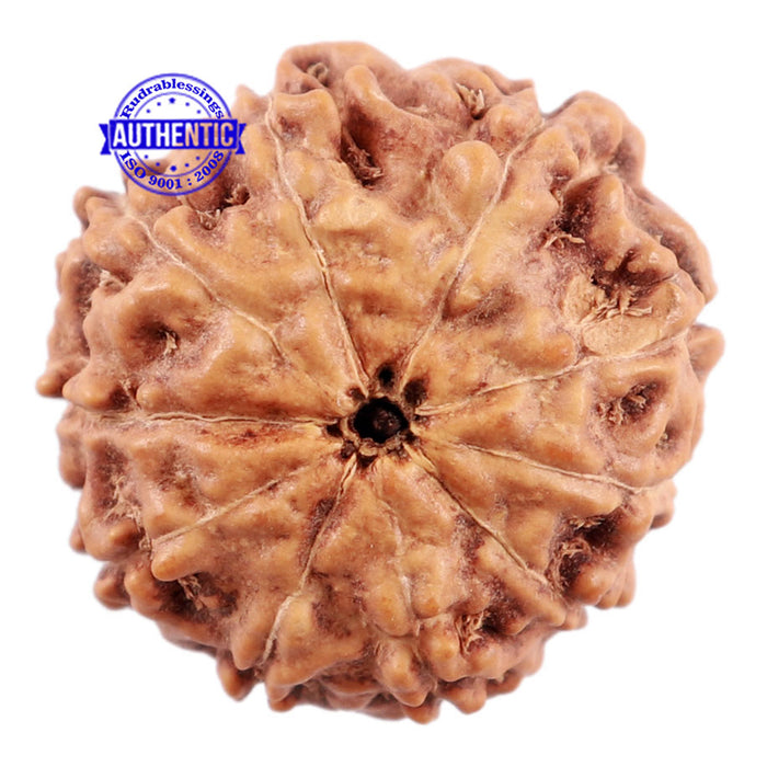 10 Mukhi Rudraksha from Indonesia - Bead No. 2