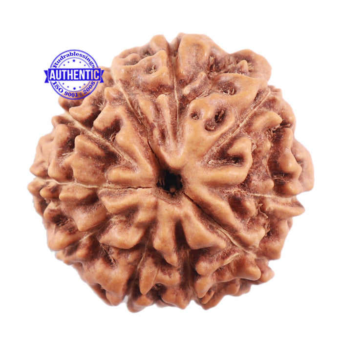 10 Mukhi Rudraksha from Indonesia - Bead No. 2