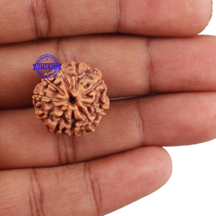 10 Mukhi Rudraksha from Indonesia - Bead No. 2
