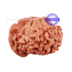 10 Mukhi Indonesian Ganesh Rudraksha - Bead No. 2