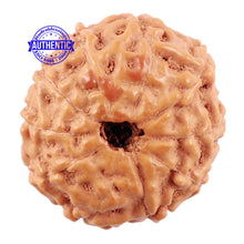 Load image into Gallery viewer, 10 Mukhi Rudraksha from Indonesia - Bead No. 3
