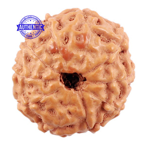 10 Mukhi Rudraksha from Indonesia - Bead No. 3