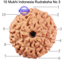 Load image into Gallery viewer, 10 Mukhi Rudraksha from Indonesia - Bead No. 3
