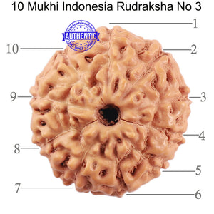 10 Mukhi Rudraksha from Indonesia - Bead No. 3