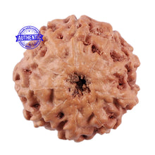 Load image into Gallery viewer, 10 Mukhi Rudraksha from Indonesia - Bead No. 4
