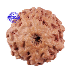 10 Mukhi Rudraksha from Indonesia - Bead No. 4