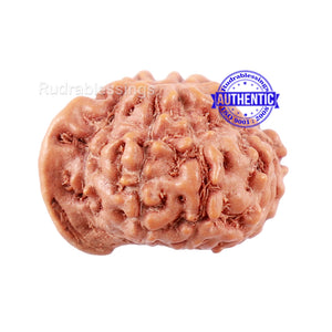 10 Mukhi Indonesian Ganesh Rudraksha - Bead No. 4