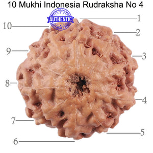 10 Mukhi Rudraksha from Indonesia - Bead No. 4