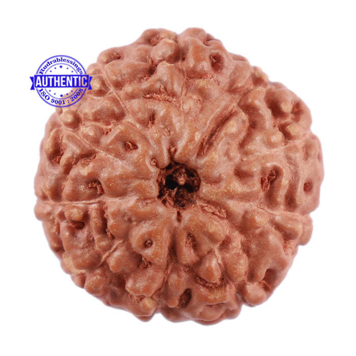 10 Mukhi Rudraksha from Indonesia - Bead No. 56
