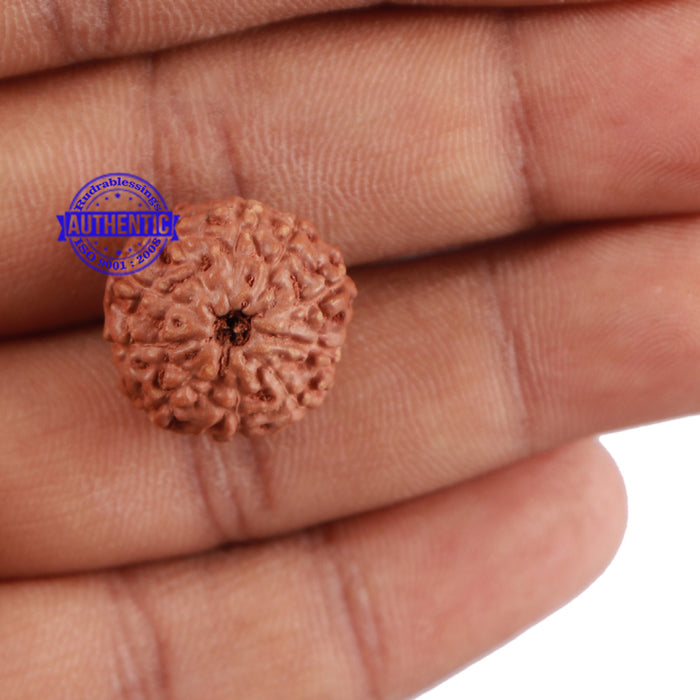 10 Mukhi Rudraksha from Indonesia - Bead No. 56