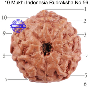 10 Mukhi Rudraksha from Indonesia - Bead No. 56