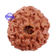 Load image into Gallery viewer, 10 Mukhi Rudraksha from Indonesia - Bead No. 57
