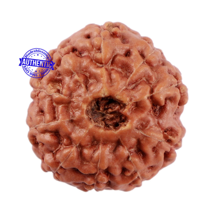 10 Mukhi Rudraksha from Indonesia - Bead No. 57
