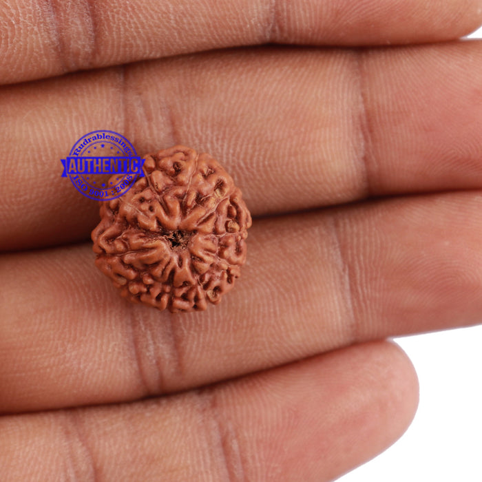 10 Mukhi Rudraksha from Indonesia - Bead No. 57