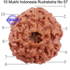10 Mukhi Rudraksha from Indonesia - Bead No. 57