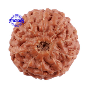 10 Mukhi Rudraksha from Indonesia - Bead No. 58