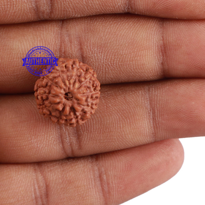 10 Mukhi Rudraksha from Indonesia - Bead No. 58