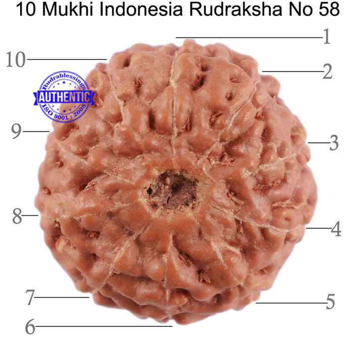10 Mukhi Rudraksha from Indonesia - Bead No. 58