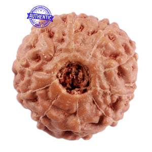 10 Mukhi Rudraksha from Indonesia - Bead No. 59