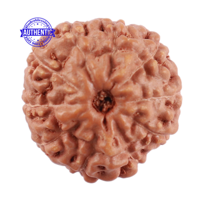 10 Mukhi Rudraksha from Indonesia - Bead No. 59