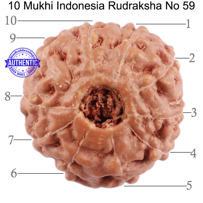 10 Mukhi Rudraksha from Indonesia - Bead No. 59
