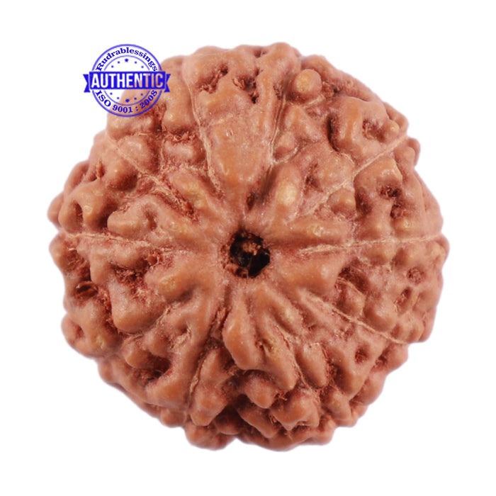 10 Mukhi Rudraksha from Indonesia - Bead No. 60