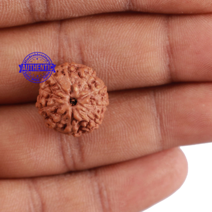 10 Mukhi Rudraksha from Indonesia - Bead No. 60