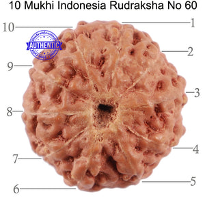 10 Mukhi Rudraksha from Indonesia - Bead No. 60