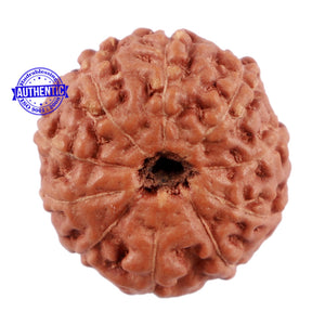 10 Mukhi Rudraksha from Indonesia - Bead No. 62