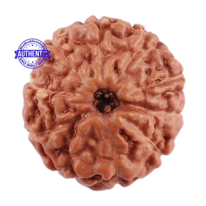 10 Mukhi Rudraksha from Indonesia - Bead No. 62