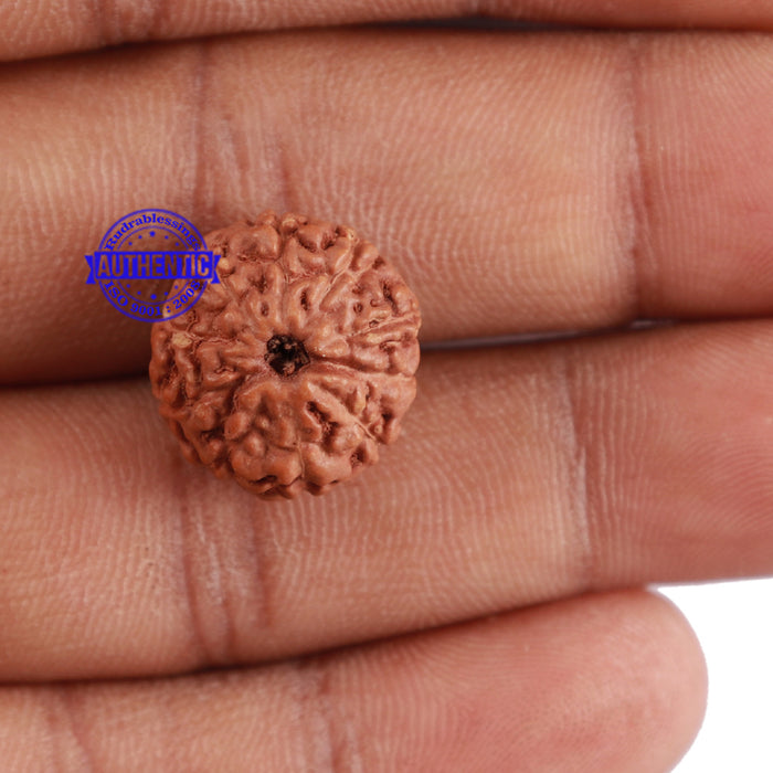 10 Mukhi Rudraksha from Indonesia - Bead No. 62