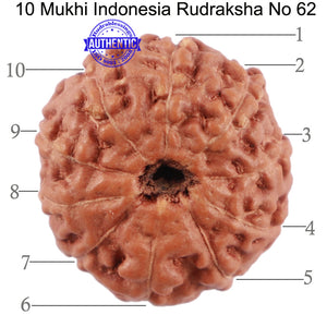 10 Mukhi Rudraksha from Indonesia - Bead No. 62