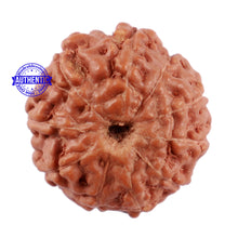 Load image into Gallery viewer, 10 Mukhi Rudraksha from Indonesia - Bead No. 63
