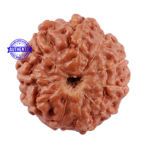 10 Mukhi Rudraksha from Indonesia - Bead No. 63