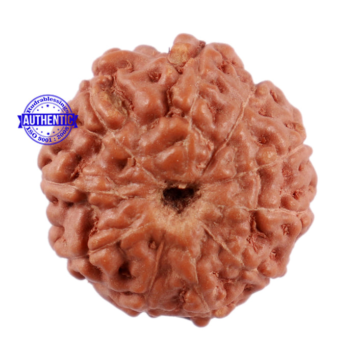 10 Mukhi Rudraksha from Indonesia - Bead No. 63