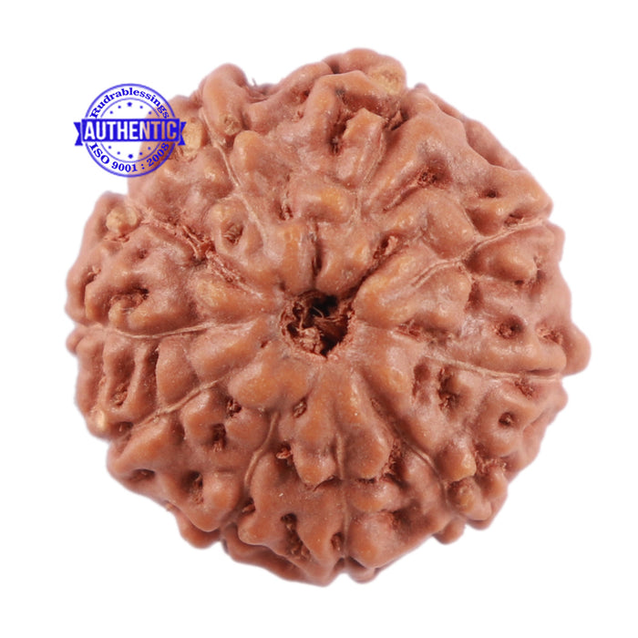 10 Mukhi Rudraksha from Indonesia - Bead No. 63
